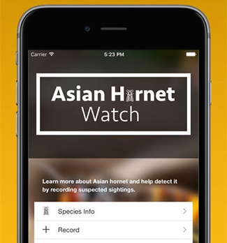 Asian horent app Asian horent app